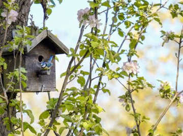 Ein Nistkasten im Baum wird von einem blauen Vogel besucht | © Getty Images/ Christina Granena