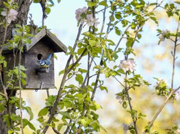 Ein Nistkasten im Baum wird von einem blauen Vogel besucht | © Getty Images/ Christina Granena