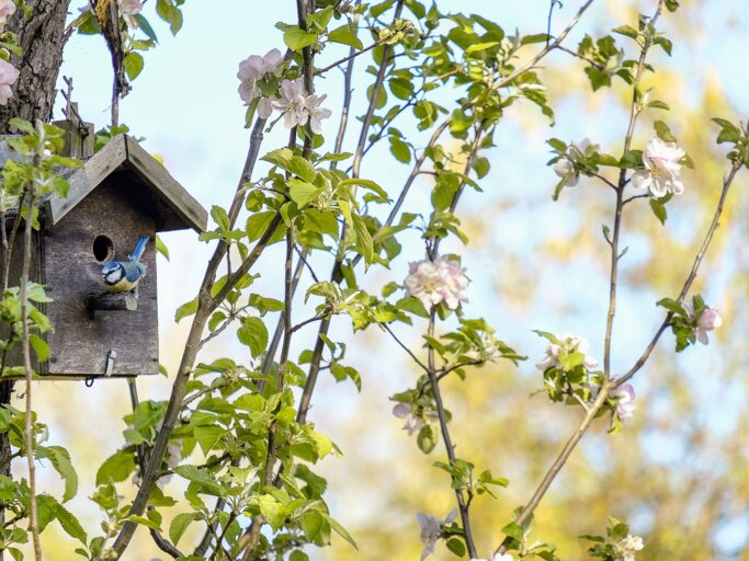 Ein Nistkasten im Baum wird von einem blauen Vogel besucht | © Getty Images/ Christina Granena