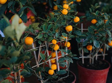 Obstbäume im Topf stehen zum Verkauf | © Getty Images/ Stefania Palfini/La Waziya Photography