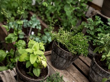 Küchengarten mit Thymian, Minze und Hochbeet aus Holz und altwirkenden Töpfen. | © Sarah /stock.adobe.com