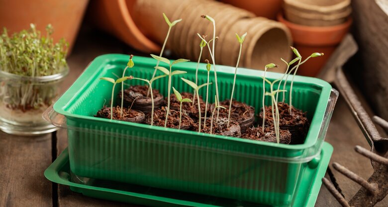 Vergeilte Tomaten-Jungpflanzen in Kokos-Quelltabletten.