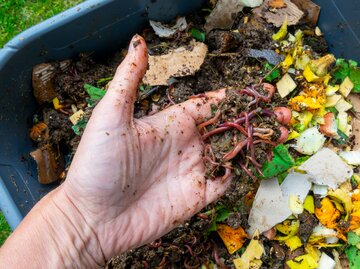 Hände in Wurmkiste mit Anfällen und Würmern | © AdobeStock/Delphotostock