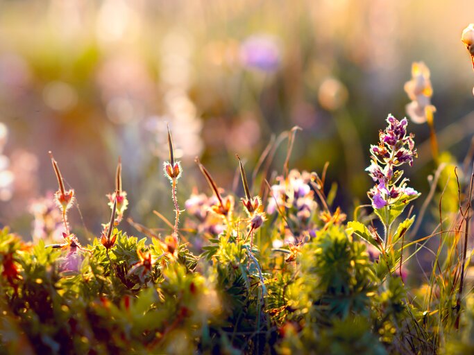 Blumenwiese im Sonnenschein | © AdobeStock/ saturn06