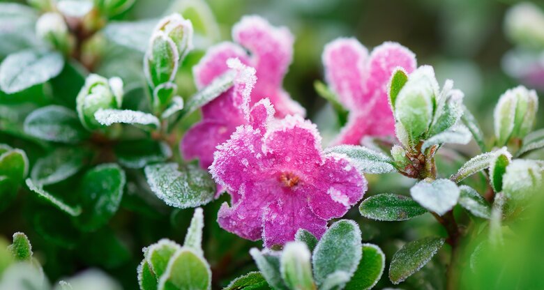 Nahaufnahme von Blumen mit Frost überzogen | © AdobeStock/Oleksandr Kotenko