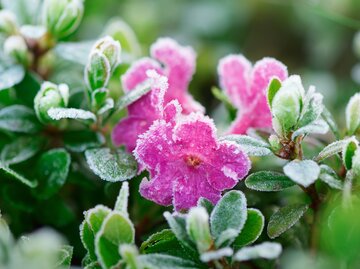 Nahaufnahme von Blumen mit Frost überzogen | © AdobeStock/Oleksandr Kotenko