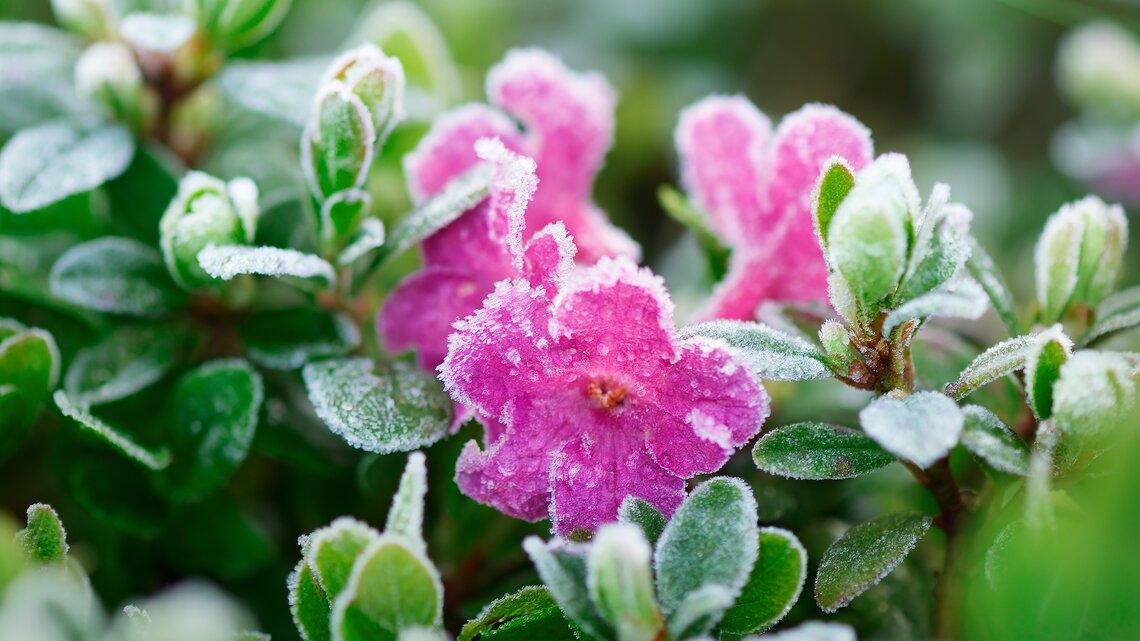 Nahaufnahme von Blumen mit Frost überzogen | © AdobeStock/Oleksandr Kotenko