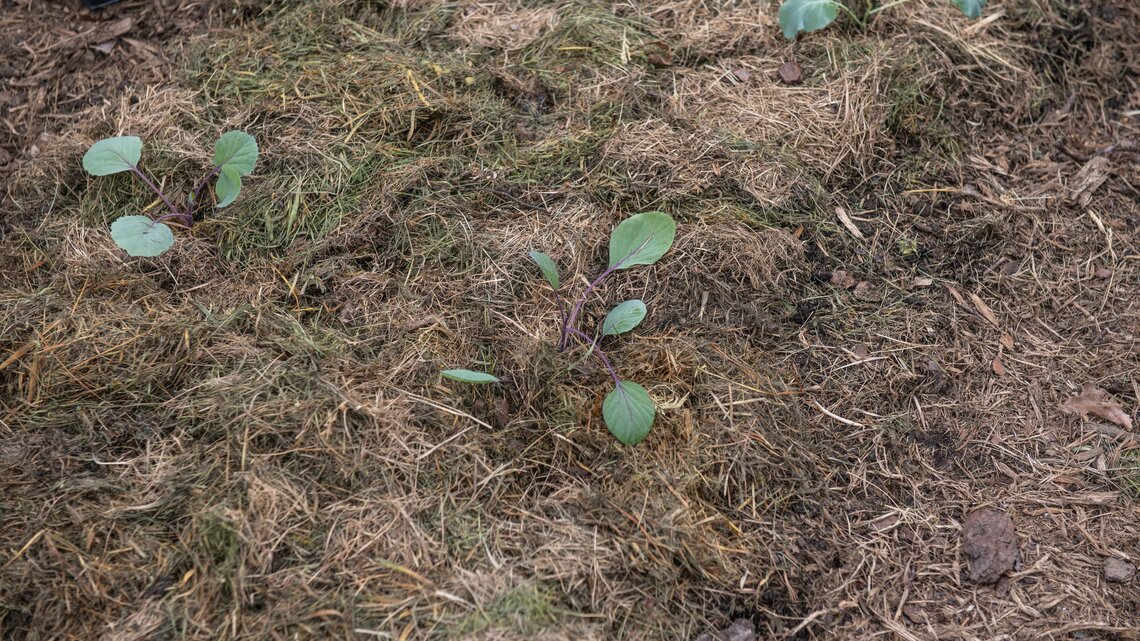 Rotkohl-Jungpflanzen in einem Beet mit Flächenkompost. | © knipseria / stock.adobe.com