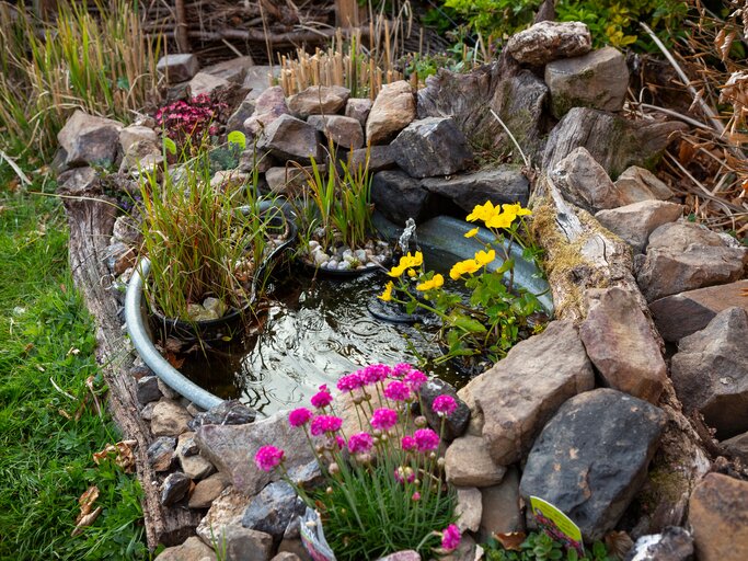 Miniteich im eigenen Garten? Mit diesen Tipps klappt's