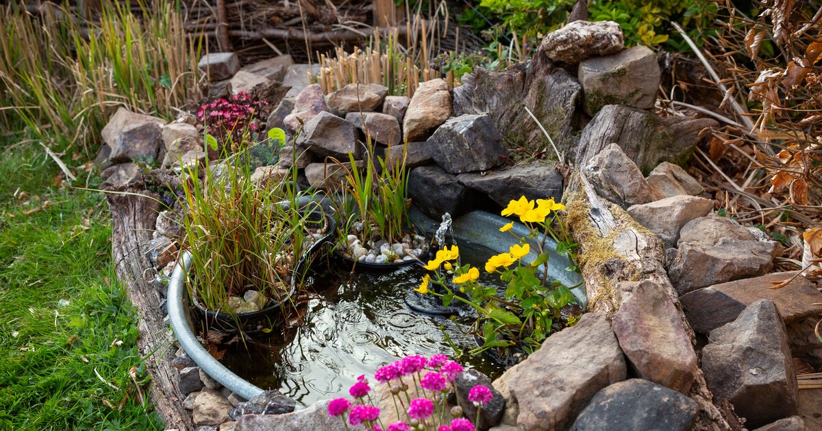 Miniteich im eigenen Garten? Mit diesen Tipps klappt's