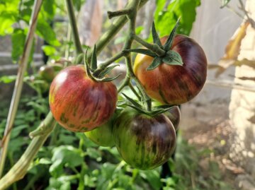 Fünf Tomaten in verschiedenen Reifegraden. Die reifen sind rot, gelb, orange, lila und grün. | © Copyright: Mattias Nemeth