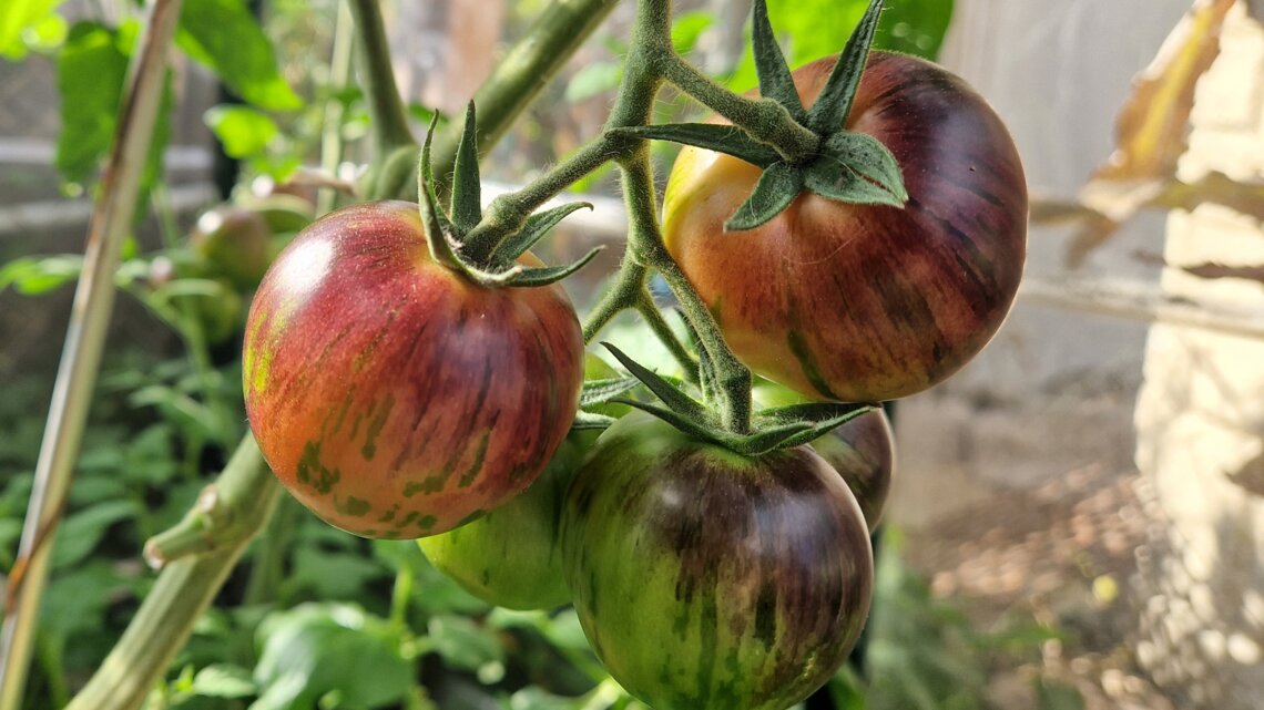 Fünf Tomaten in verschiedenen Reifegraden. Die reifen sind rot, gelb, orange, lila und grün.