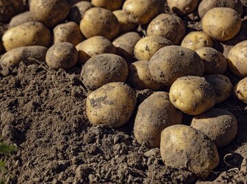 Ausgegrabene Kartoffeln liegen in der Erde | © Getty Images/ mrs