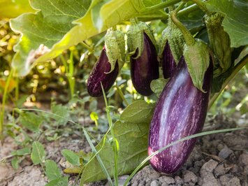 Eine Auberginenpflanze mit violetten Früchten die leichte weiße Streifen hat | © gettyimages/ Juana Mari Moya