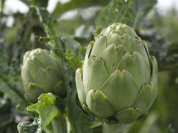 Nahaufnahme der noch geschlossenen Artischocken-Herzen | © gettyimages / GomezDavid