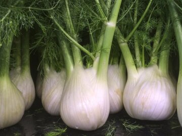 Mehrere Knollenfenchel stehen im Beet nebeneinander | © Getty Images/ CampPhoto