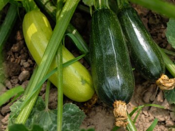 Mehrere Zucchini liegen im Beet | © Getty Images/ Ganna Zelinska