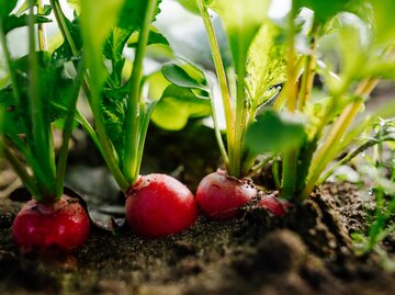 Vier rote Radieschen auf einem Beet im Sonnenschein. | © Sonja Filitz / Gettyimages