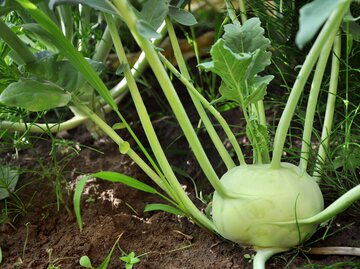 Reife Kohlrabiknolle im Beet  | © Gettx Images/ struvictory