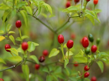 Kleine rote Beeren an einem Strauch Wildchilis. | © LMPark Photos / Stock.adobe.com