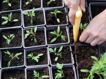 Ganz viele vereinzelte Tomatenjungpflanzen in schwarzen Töpfen. | © Vesna / stock.adobe.com