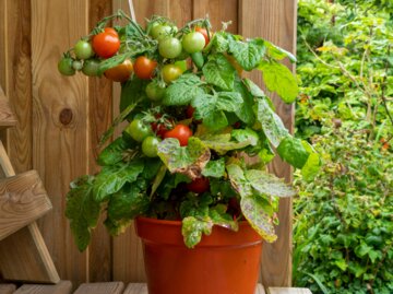 Eine kleine, rotfrüchtige Tomate in einem braunen Topf auf einer Holzplattform.  | © AngieC / stock.adobe.com