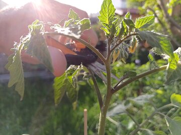 Eine Tomate mit den ersten Geiztrieben, die gerade mit einer orangenen Schere abgeschnitten werden | © Mattias Nemeth