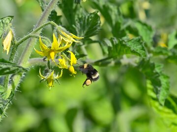 Eine noch fliegende Hummel bestäubt eine Tomatenblüte im Garten. | ©  JT Fisherman / stock.adobe.com