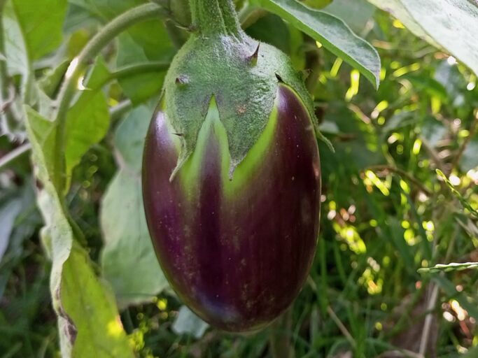Mit den richtigen Tipps werden deine Aubergine auch in einem wettertechnisch schwierigen Sommer lecker. Nahaufnahme einer glänzenden Aubergine am Strauch, umgeben von kräftigen, grünen Blättern.
