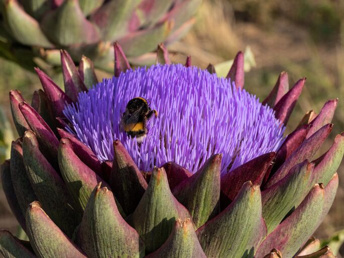Artischocken blühen nach dem Überwinter deutlich mehr. Es gibt sogar zwei Methoden, wie dir das gelingt. Nahaufnahme einer schwarz-gelben Hummel, die auf den violetten Blüten einer geöffneten Artischocke im Sonnenlicht sitzt.