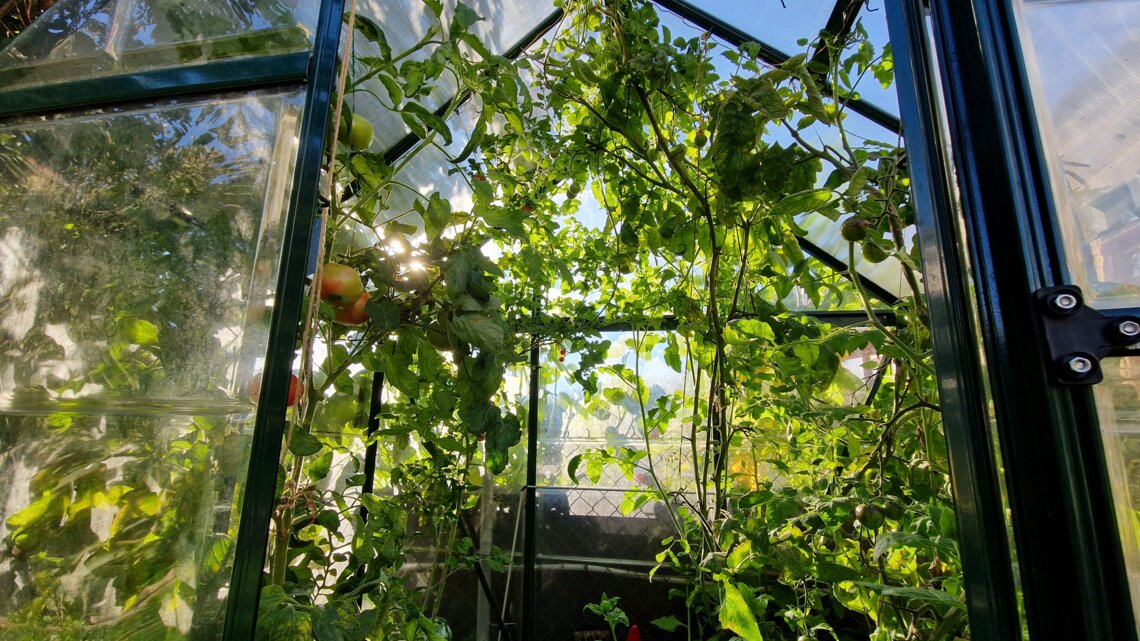 Blick in ein sonnendurchflutetes Gewächshaus mit dicht wachsenden Tomatenstauden, glänzendem Laub und reifenden Früchten.