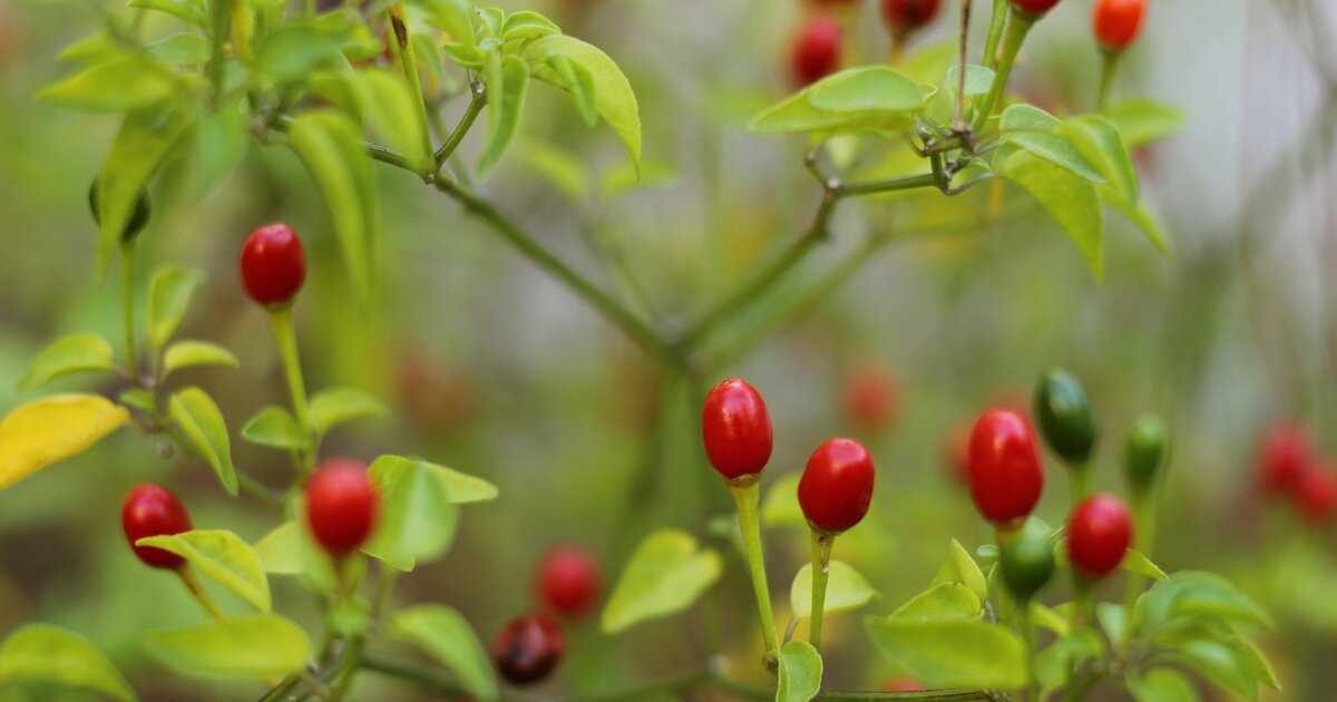 WildChilis pflanzen und aussäen