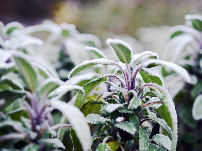 Kräuter kannst und solltest du im Winter schützen. Wir verraten, welche winterhart sind und wie du sie durch die kalte Jahreszeit bringst. Salbeipflanze mit Schnee bedeckt.