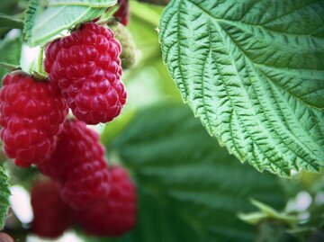 Reife Himbeeren am Strauch | © Getty Images/ 2ndLookGraphics