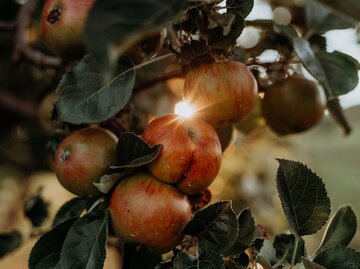 Ein Apfelbaum im Sonnenlicht | © Getty Images/ Tabitha Roth