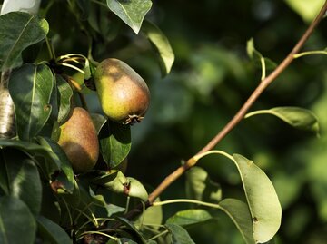 Birne hängt am Baum in der Sonne | © Getty Images/ Alena Frolova