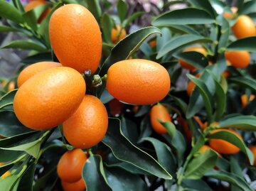 Orangene Kumquat-Früchte an einer Pflanze  | © Gettyimages / Laptinoff