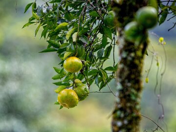 Unreife, grüne Bergamotte an einem Baum. | © gettyimages / DircinhaSW