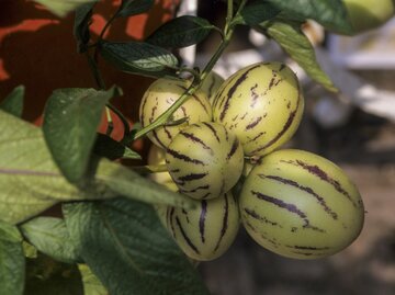 Sechs unreife gelbe Melonenbirnen mit lila Streifen an einem Strauch. | © Gettyimages/ Michel VIARD