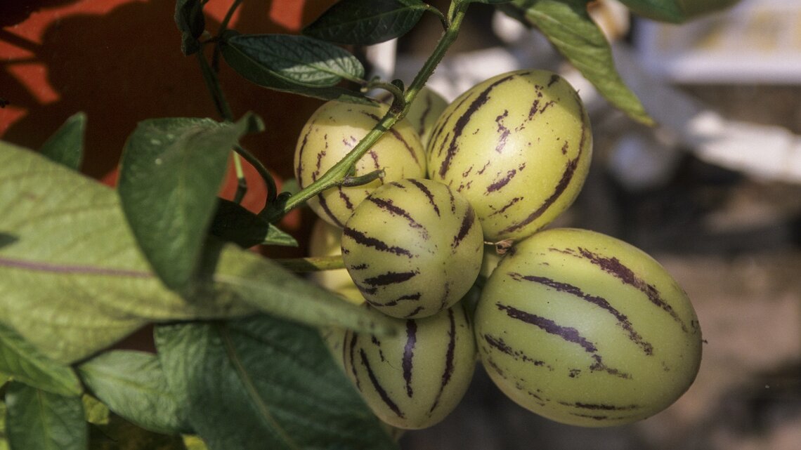 Sechs unreife gelbe Melonenbirnen mit lila Streifen an einem Strauch.