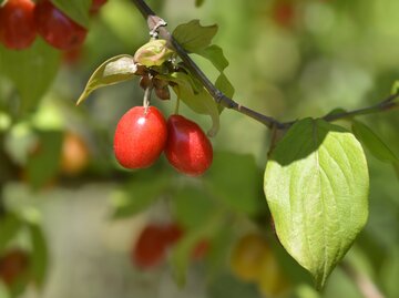 Zwei rote Kornelkirschen an einem Ast der im Fokus ist | © Gettyimages / Nahhan