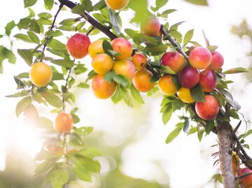 Gelb, rote Mirabelle an einem Ast | © Gettyimages / Jeja