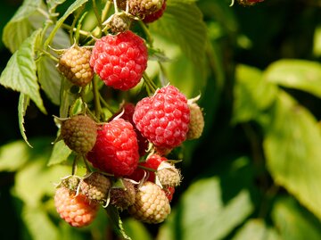 Himbeerstrauch in grüner Umgebung | © AdobeStock/ Barbara Gromadzki