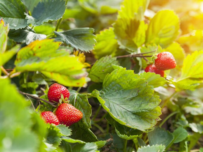 Erdbeerpflanzen mit bereits hellroten Früchten in einem Gartenbeet. | © Henglein and Steets / Gettyimages