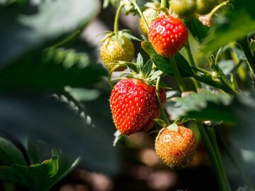 Erdbeeren in Nahaufnahme am Strauch | © AdobeStock/ Юлия Клюева