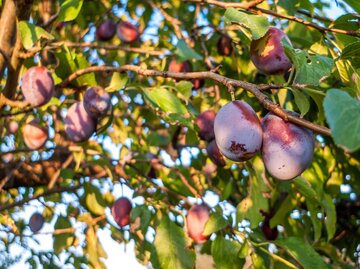 Nahaufnahme eines Zwtschgenbaums im Sonnenlicht | © AdobeStock/ focus finder