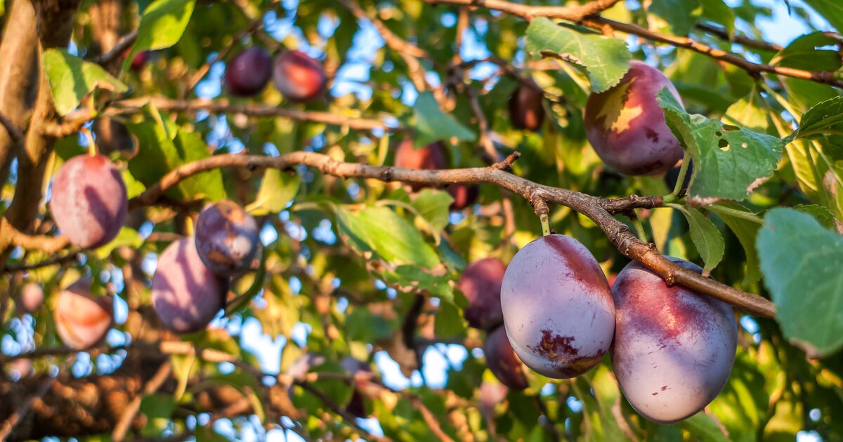 Obstbäume pflanzen Das sind wichtigsten Tipps