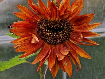 Die große rote Blüte einer Sonnenblume vor einem Gewächshaus. | © Copyright: Mattias Nemeth