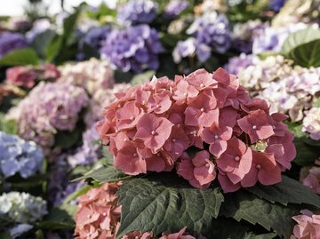 Hortensienblüten in hellem Blau, Weiß und Rosa  | © Getty Images/ Pakin Songmor