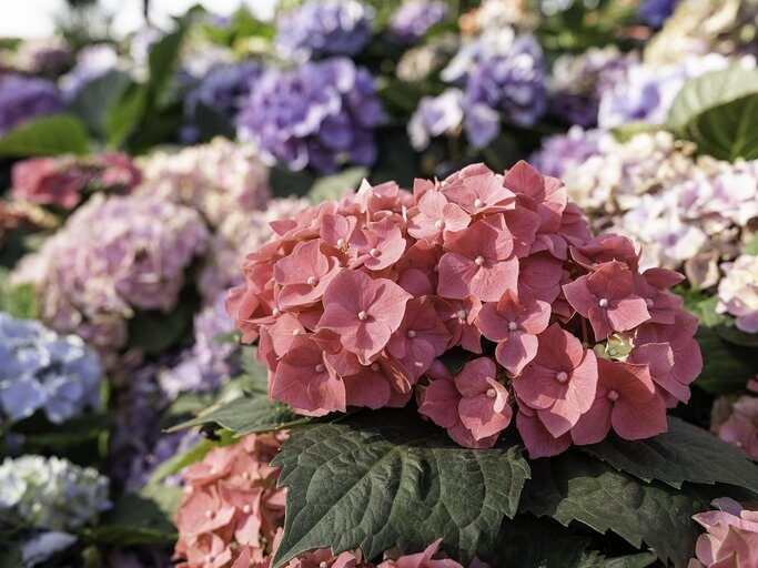 Hortensienblüten in hellem Blau, Weiß und Rosa  | © Getty Images/ Pakin Songmor